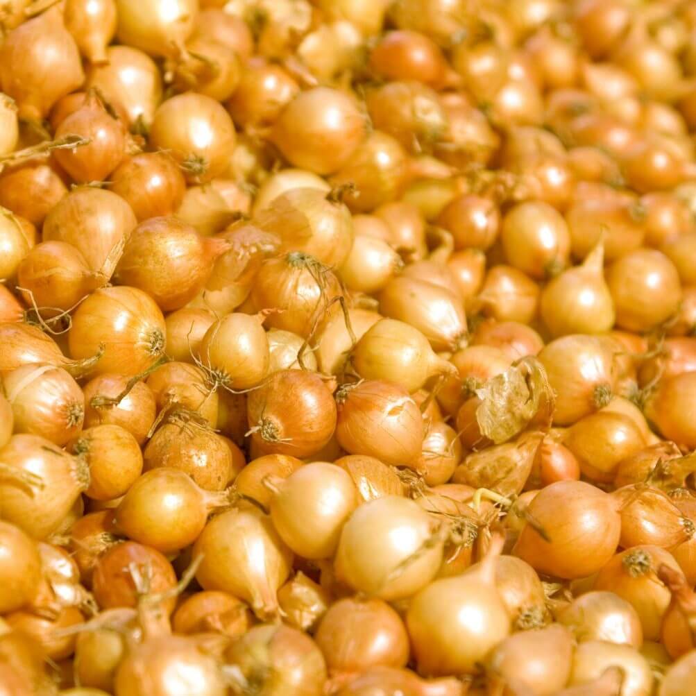 Should You Buy Onion Seeds or Sets? | OSC Seeds